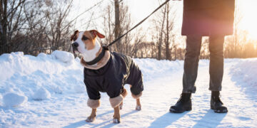 Иллюстративное фото: shopingdog.ru