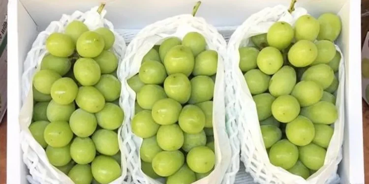 Фото: ҚР Ауыл шаруашылығы министрлігі