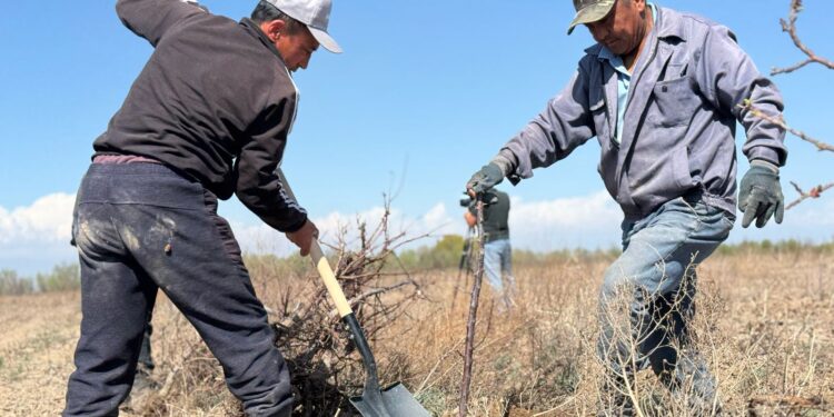 Фото: Дамир Нұрқасым