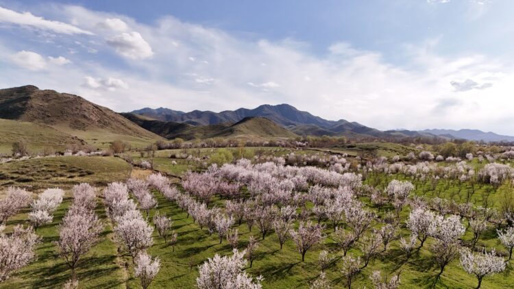 Фото: Дамир Нұрқасым