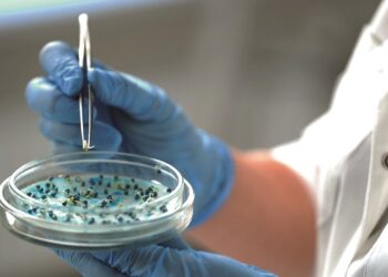 Фото: relixseeds.ru