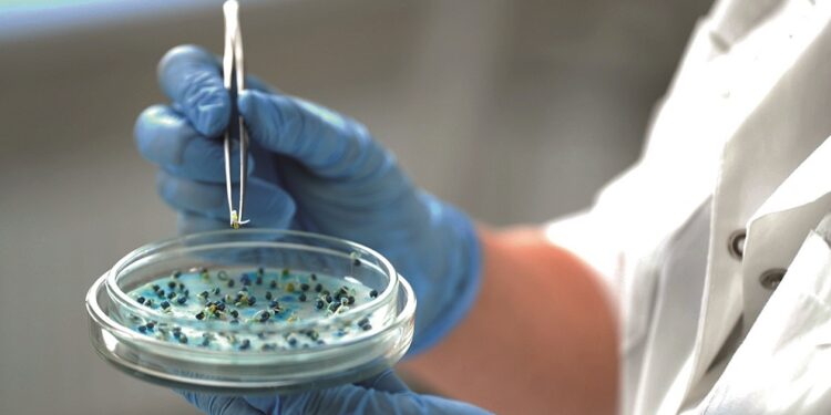 Фото: relixseeds.ru