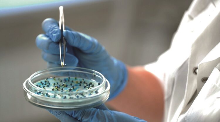 Фото: relixseeds.ru