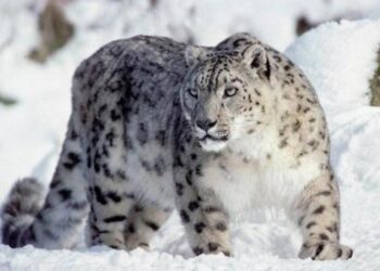 Фото: ашық дереккөзден