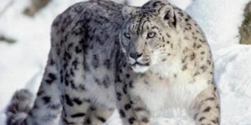 Фото: ашық дереккөзден