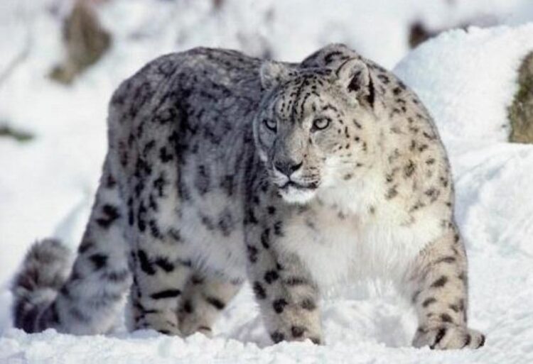 Фото: ашық дереккөзден