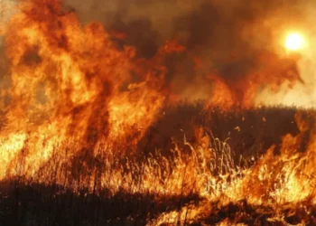 Фото: ашық дереккөзден