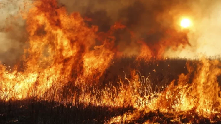 Фото: ашық дереккөзден