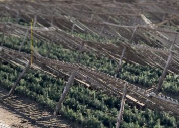 Фото: Дамир Нұрқасым