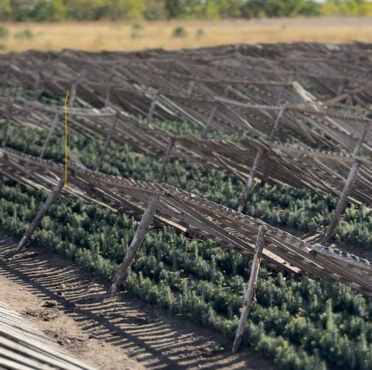 Фото: Дамир Нұрқасым