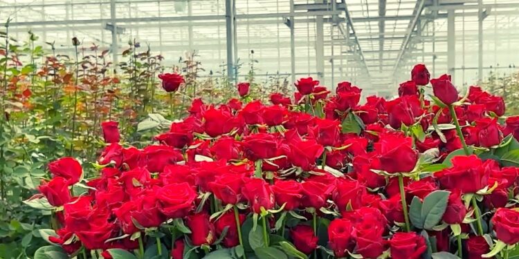 Фото: techfarmhd2020