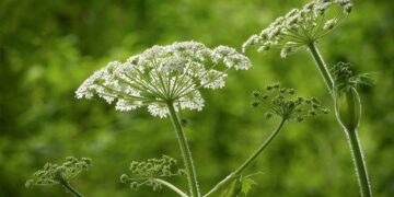 Фото: baikzori.ru