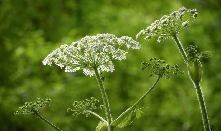 Фото: baikzori.ru