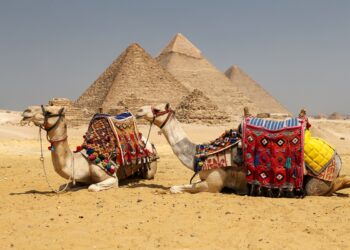 Camels in Giza Pyramid Complex, Cairo City, Egypt