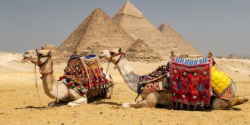 Camels in Giza Pyramid Complex, Cairo City, Egypt