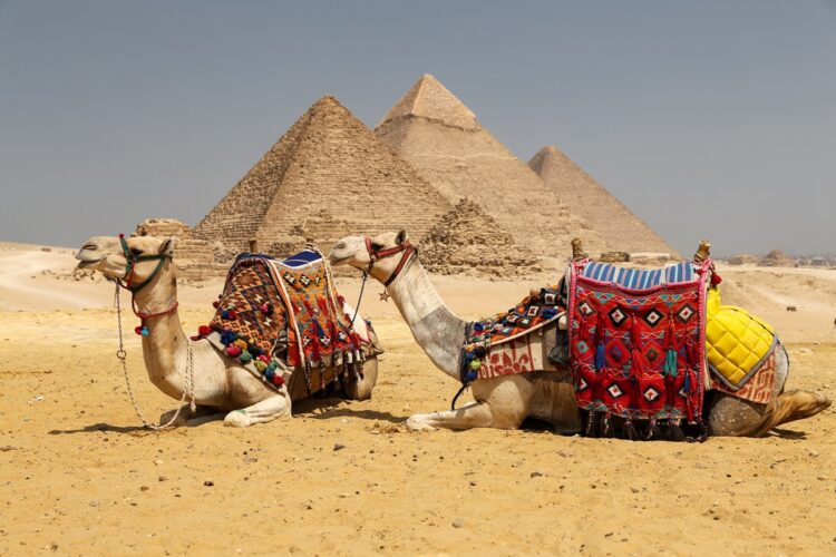 Camels in Giza Pyramid Complex, Cairo City, Egypt