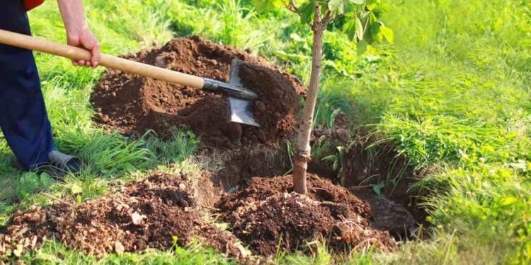 Фото: Ашық дереккөзден