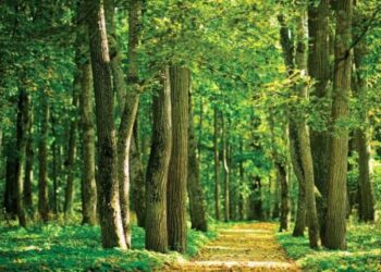 CREATOR: gd-jpeg v1.0 (using IJG JPEG v80), quality = 80