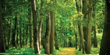 CREATOR: gd-jpeg v1.0 (using IJG JPEG v80), quality = 80